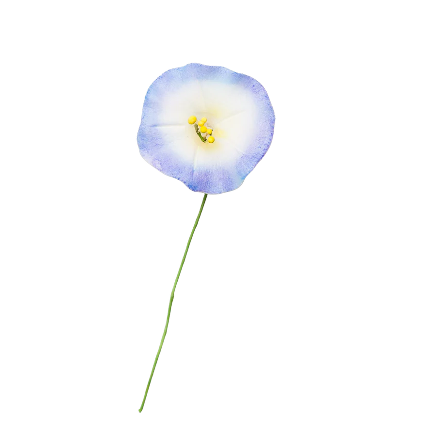 1-3/8" Morning Glory - White w/ Blue & Lavender
