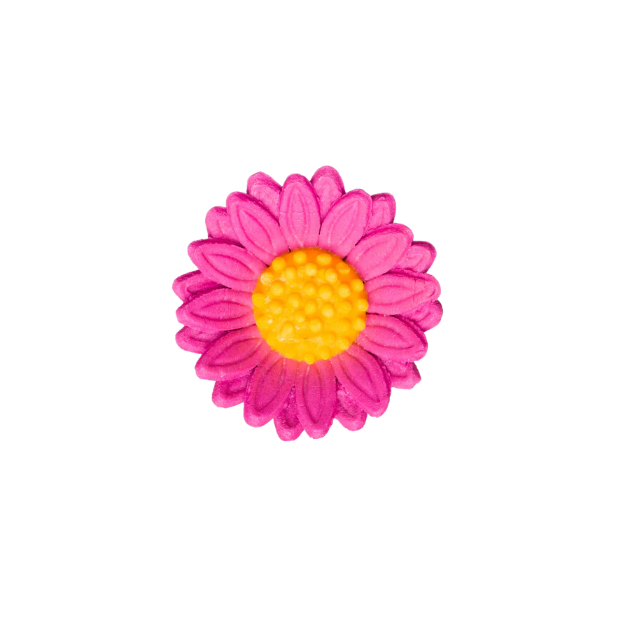 1.5" Shasta Daisy - Hot Pink