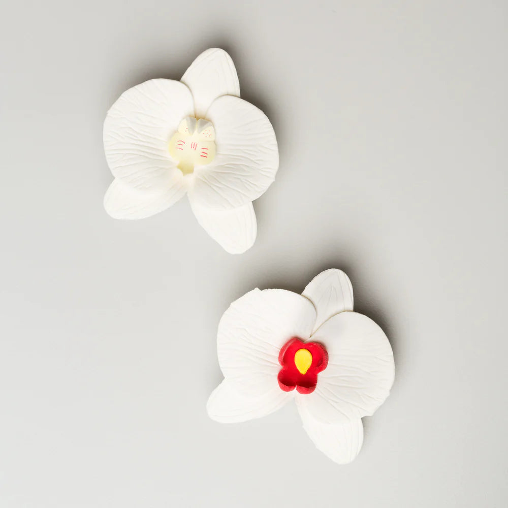 3" Phalaenopsis Orchid