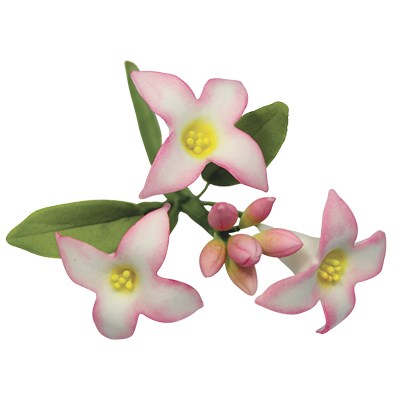 Daphne Flower Petal Cutter Set of 2