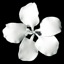 Gladiolus - Medium White