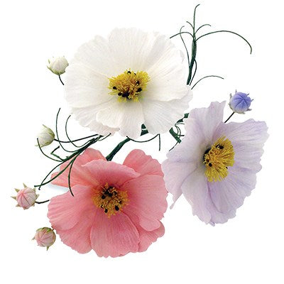 Cosmos and Calyx Set of 2