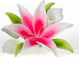 Mini Spray Sugar Flower