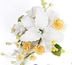 Lilies Sugar Spray