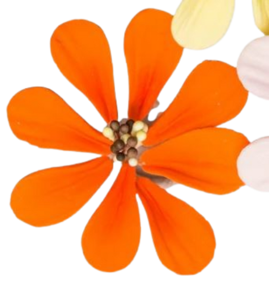 1.5" Cosmos -Orange