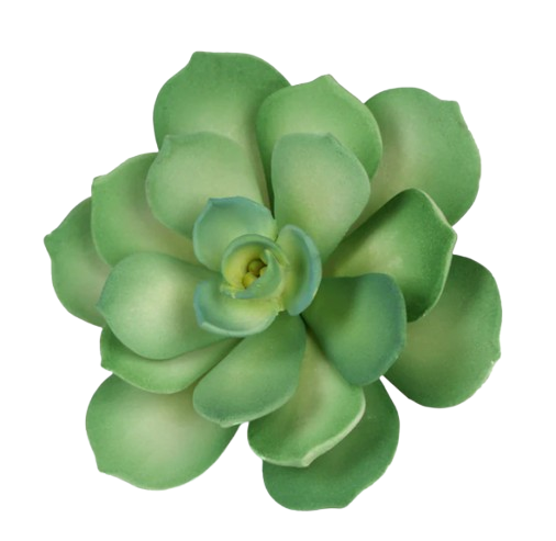 Starburst Succulent - Green