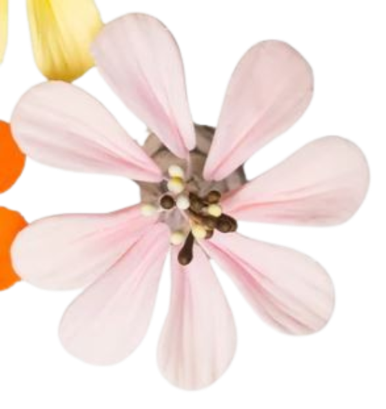 1.5" Cosmos - Pink