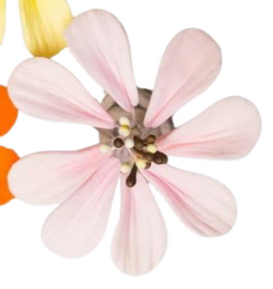 1.5" Cosmos - Pink