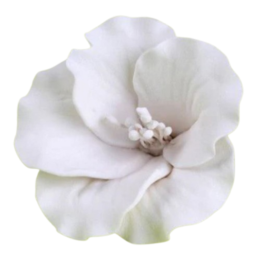 Azaleas - White