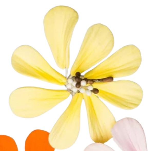 1.5" Cosmos -Yellow