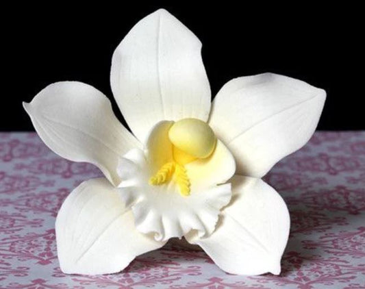 Cymbidium Orchids - White