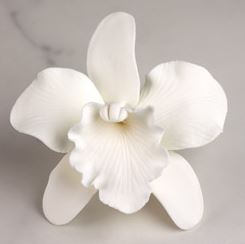 Cattleya Single - Small White