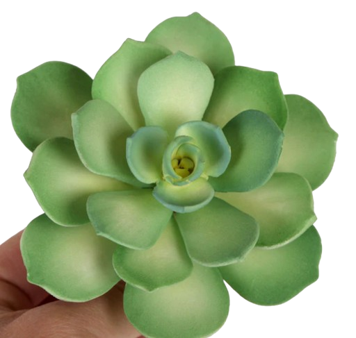 Starburst Succulent - Green