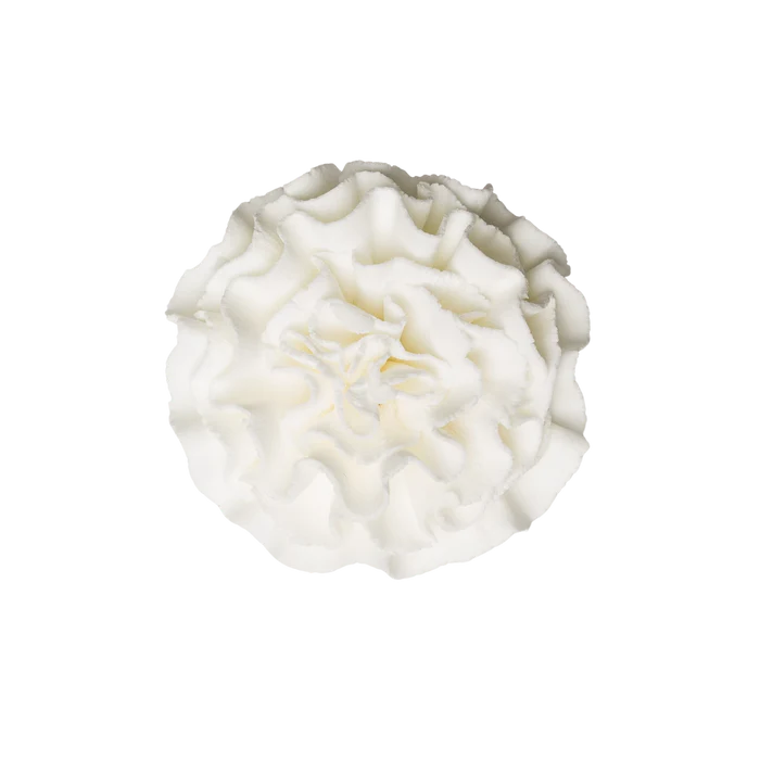 1.75" Carnation - Large - White