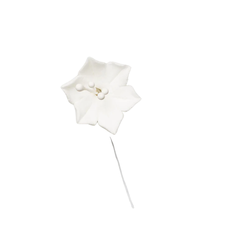 1" Agapanthus - White