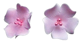 Fruit Blossom Pink