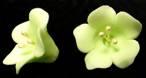 Fruit Blossom  Light Green