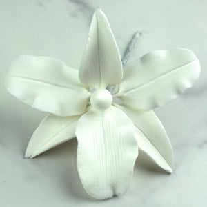 Vuylstekeara Orchid Single - White