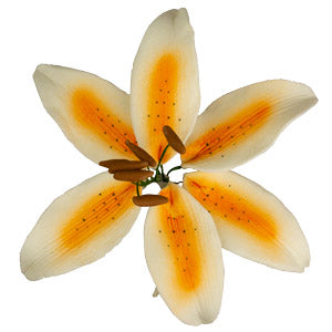 Stargazer Lily Flower - Orange