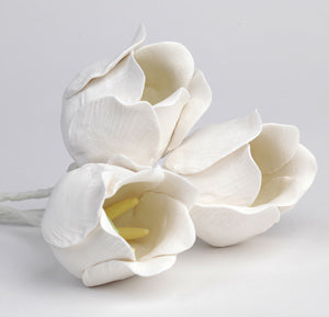Tulip Singles - White