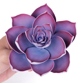 Medium Succulent - Violet