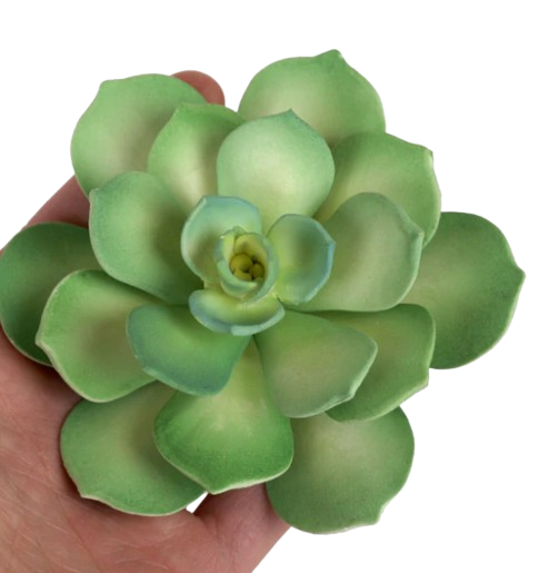 Starburst Succulent - Green