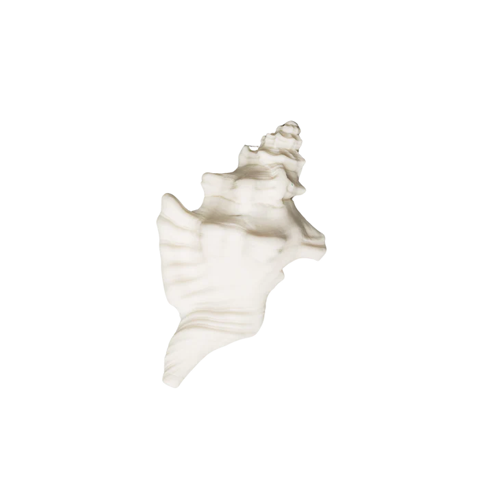 Large Conch Shell 3.5"