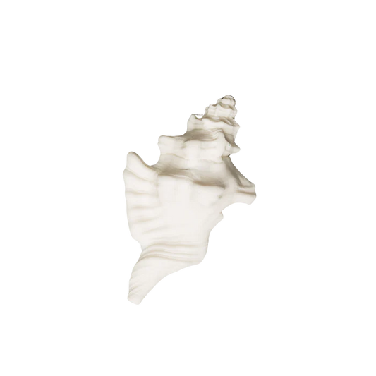 Large Conch Shell 3.5"