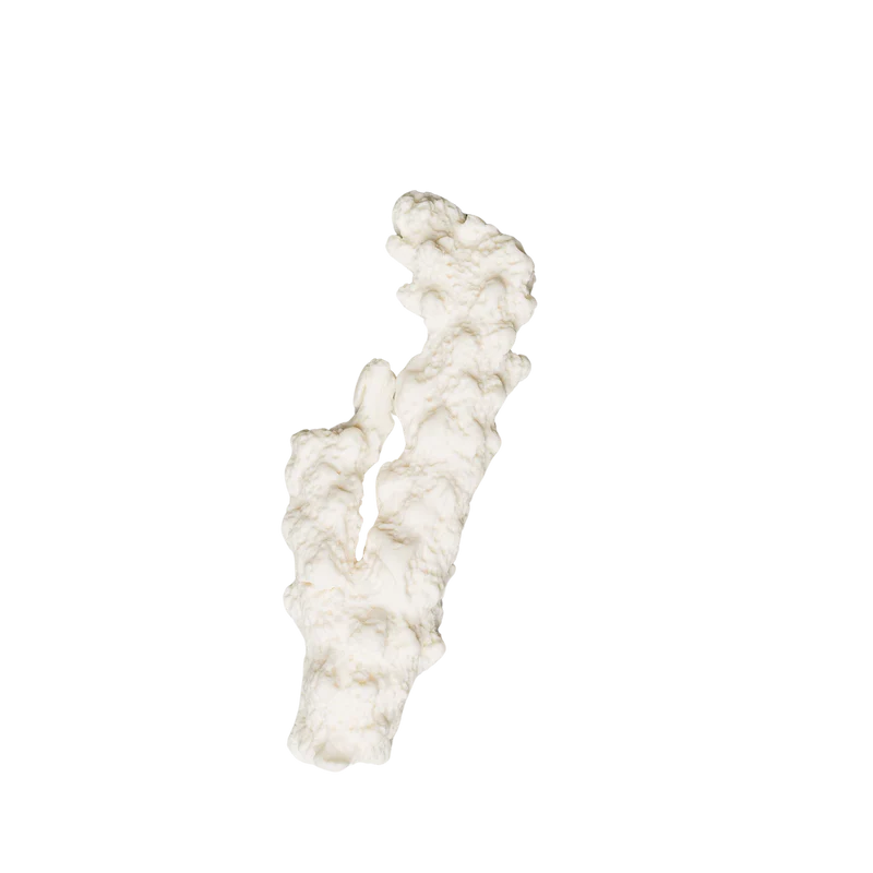 Large Coral 4"