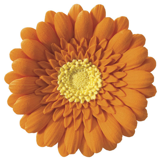 Orange Gerbera Daisy