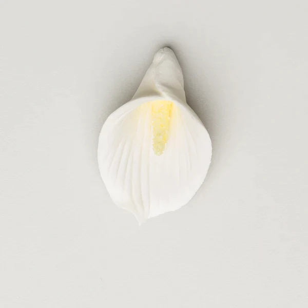 Calla Lily - Medium - Yellow/Green