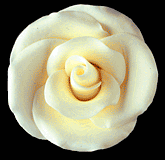 Elegance Rose Yellow Large
