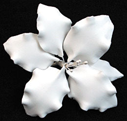 Gladiolus Single - Large White