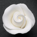 Rosebud - White