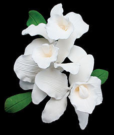 Cattleya Spray - White