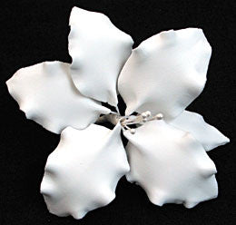Gladiolus - Large White