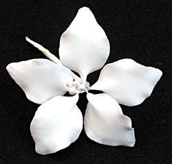 Gladiolus - Small White