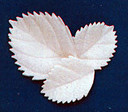 Hydrangea/Large Rose Leaf - White