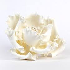 Peony jumbo flower white