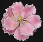 Jumbo Pink Peony