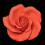 Tea Rose with Wire Red Medium