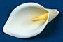 Calla Lily - Medium - Yellow/Green