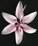 Stargazer Lily - Pink